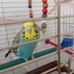 Umut