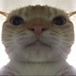 Onur