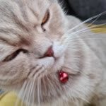 Sibel