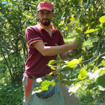 Mustafa