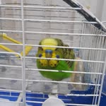 Nahit