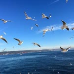 Güler