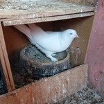 Burak
