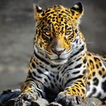 Ensar