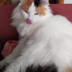 Kübra