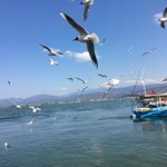 Merve