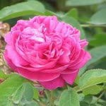 Ayse