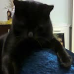 Olcay