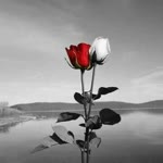 Resul