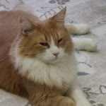 Turgay