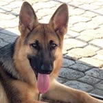 Adnan
