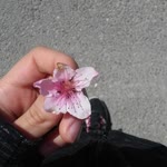 Sadet