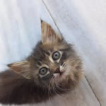 Fatma