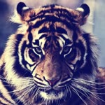 Umut