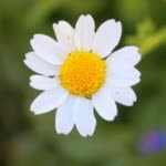 Ayşe