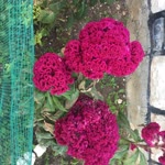 Deniz