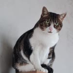 Stavro