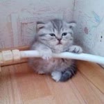 Merve