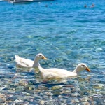 Nazlı
