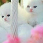 Yasemin