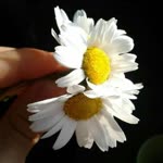 Dilek