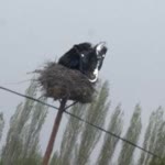Semih