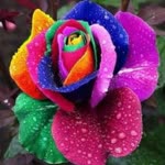 Filiz