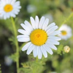 Arzu