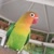 profile