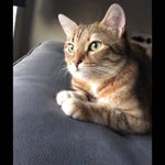 Dilek