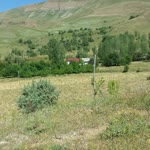Şahin