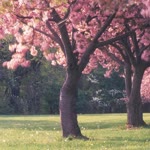 Bengisu