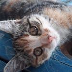Bahadır