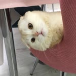 Derya