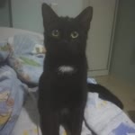 Erkut