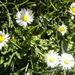 Gülsüm