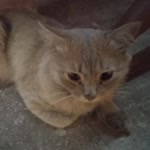 Emine