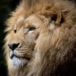 Erkan
