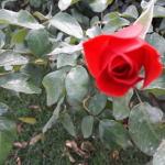 Bekir