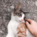 Özge