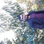 Şıvan
