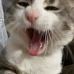 Ezgi