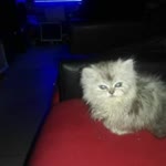 Kaan