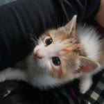 Merve