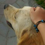 Melis