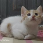 Kiraz