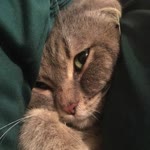 Özlem