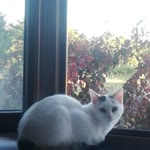 Arzu