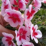Emine