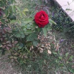 Muhammed